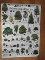 Poster "Bäume und Sträucher" Hadern - Blumenau Vorschau