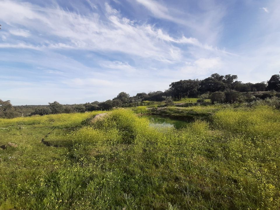 3 ha Bau-Grundstück in Zentral Portugal - Oliven,Orangen,Seen in Herzfelde