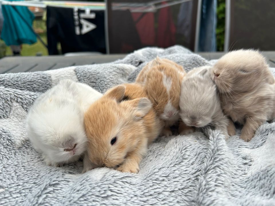 Minilop,  Mini Lop,  Häsin, Kastrat , Zwergkaninchen,  Zwergwidde in Goslar