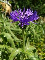 Bergflockenblume / Centaurea montana Hessen - Bad Homburg Vorschau