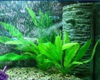 Ecke Aquariumfilter Innenfilter G800 L/H + 4 im 1  WP700 Rheinland-Pfalz - Landstuhl Vorschau