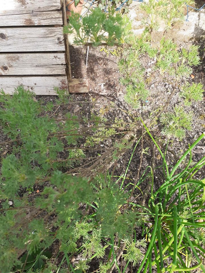 Eberraute Colakraut , Samen Popp Amaranth in Clenze