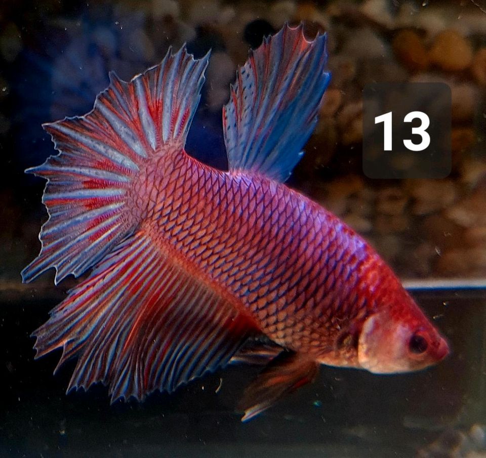 Männlich Kampffisch / Betta splendens HM in Berlin