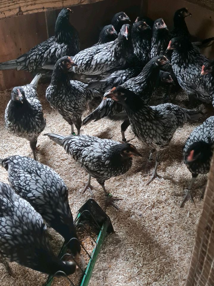 Andalusier Huhn Hühner Küken Eier in Gevelsberg