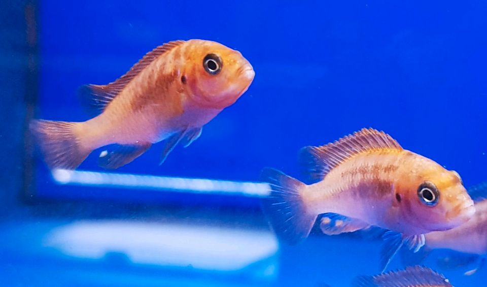 Malawi Iodotropheus sprengerae Makokola Reef in Parsberg