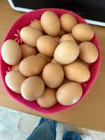Frische Eier Hessen - Hofgeismar Vorschau