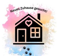 Dringend Wohnung gesucht Weiblich m. Kleinem Hund Bayern - Mömbris Vorschau