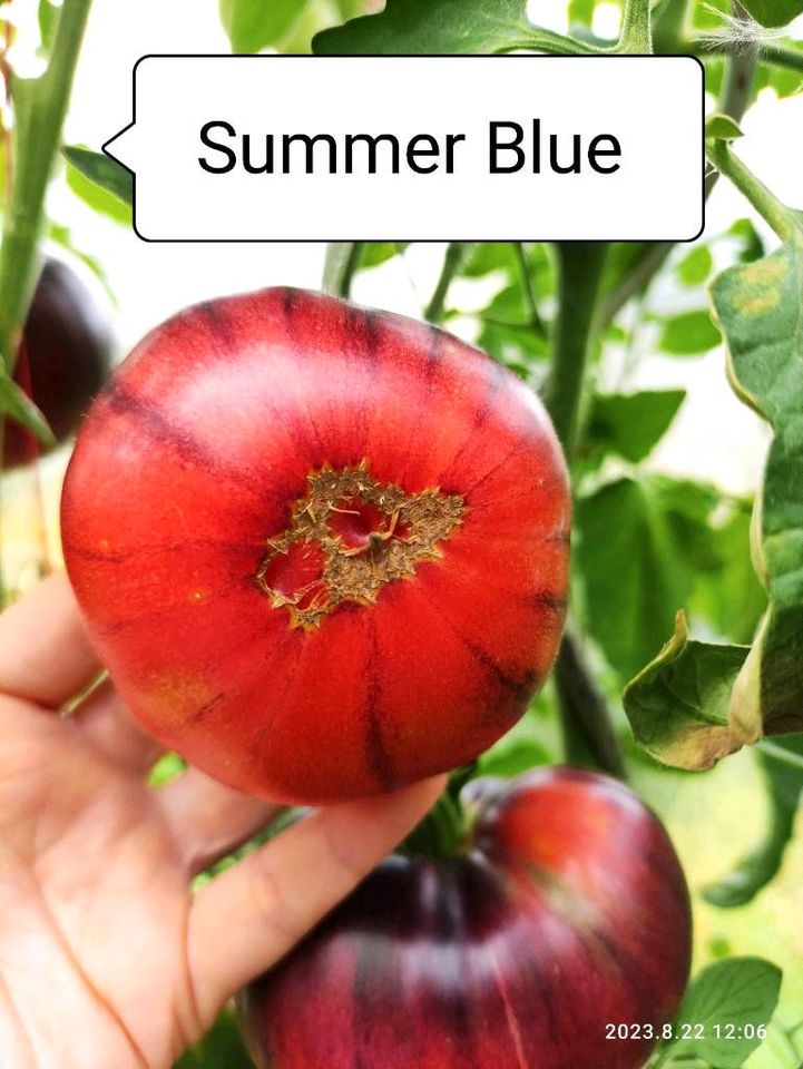 Tomatenpflanzen Summer Blue in Mönchengladbach