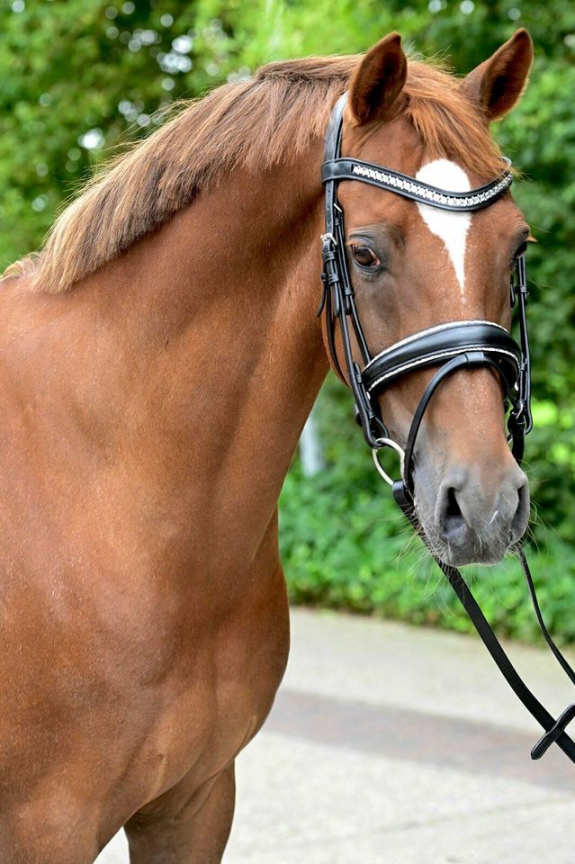 GLITZER TRENSEN shetty, pony, vb/cob, wb/full, kb/extra full €58,95 NEU in Rehburg-Loccum