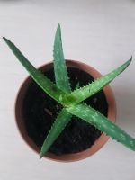 Aloe Vera 2€ Wandsbek - Hamburg Rahlstedt Vorschau