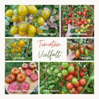 Tomaten Raritäten, Setzlinge, bio, Freiland, Balkon, Bayern - Kaufbeuren Vorschau