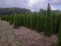 Thuja Smaragd 100-250cm, RABATTE, Anlieferung, EINPFLANZBERATUNG Herzogtum Lauenburg - Mölln Vorschau