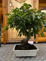 Bonsai Zierapfel Malus Saarbrücken-West - Klarenthal Vorschau