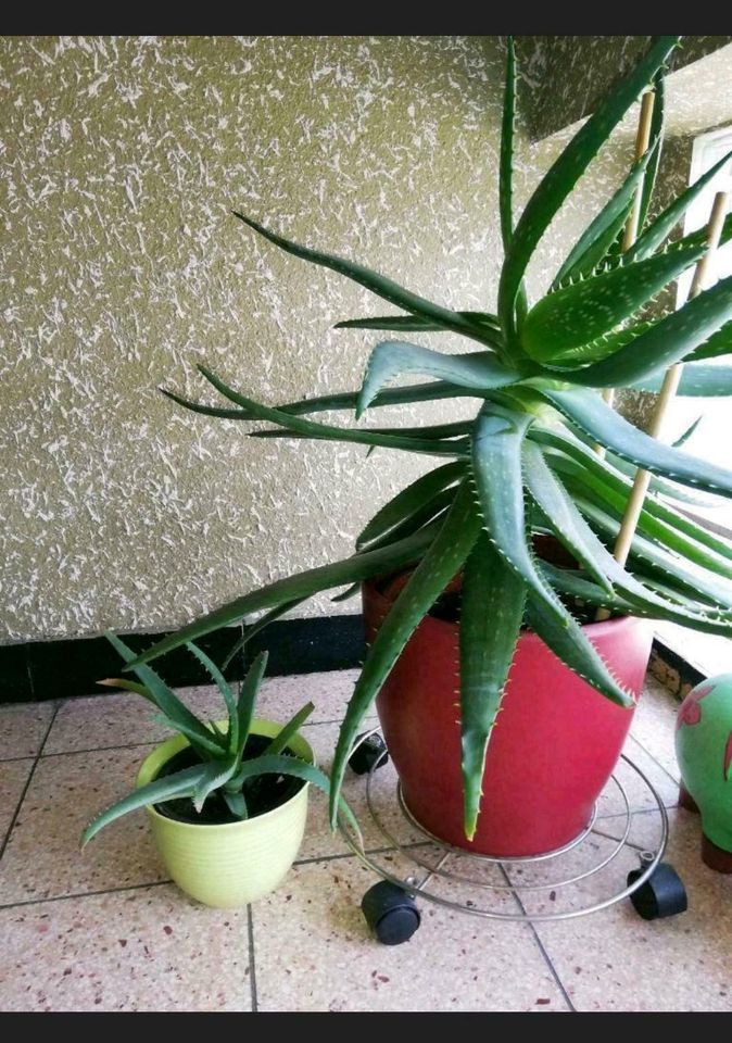 Aloe Vera mit Übertopf in Donaueschingen