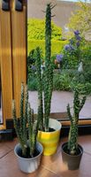 Westernkaktus Euphorbia Trigona Wolfsmilch Austrocylindropuntia Hessen - Volkmarsen Vorschau