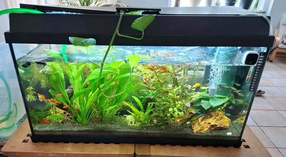 Aquarium 110 von Juwel erst 4 Monate alt in Uhldingen-Mühlhofen