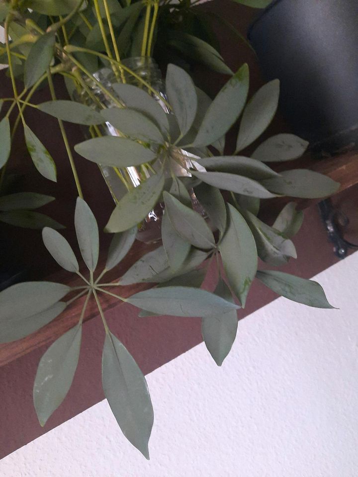 1 ableger Schefflera  sehr schöne Pflanze in Pfullingen