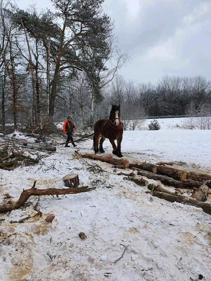 Holzrücker, Holzrücken mit Pferden ,Holzrückung mit Pferd in Spremberg