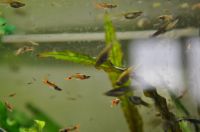 Endler Guppys / Endler-Guppys abzugeben Berlin - Reinickendorf Vorschau