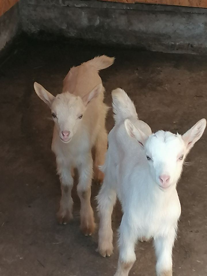 2 Mutterziegen, sowie 3  junge Ziegenböcke zu verkaufen in Tennenbronn