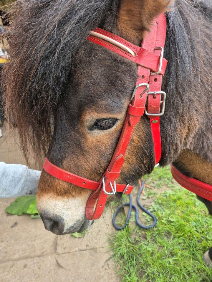 Kutschgeschirr Shettygröße Sulky geschirr in Lütjensee