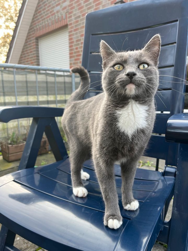 Katze (Kater) vermisst in Aurich