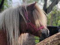 Offenstallplatz für Rehe- Pony (Minishetty-Shetty). Brandenburg - Hoppegarten Vorschau