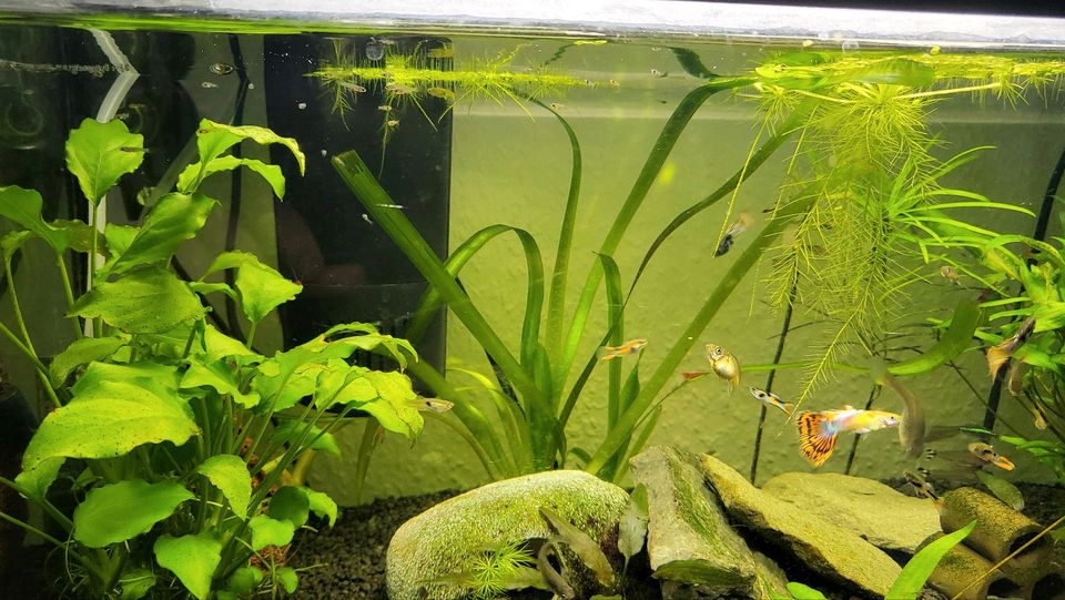 20 Endler Guppys / Guppies noch sehr klein in Hamburg