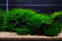 Christmas Moos – Aquarienpflanze (Handgroß) Frankfurt am Main - Ginnheim Vorschau