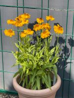 Große Staude Blume Sonnenbraut winterhart Garten Pfanze Hamburg - Hamburg-Nord Vorschau