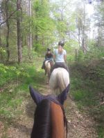 Ausritte am Wochenende, Wanderreiten, Gelände Reiten Rheinland-Pfalz - Altenkirchen Vorschau