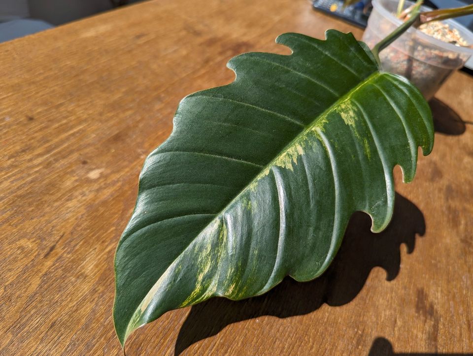 Philodendron Caramel Marble PINK Ableger in Lauda-Königshofen