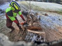 Baumfällung Spezialbaumfällung Baumabtragung Colditz - Colditz Vorschau