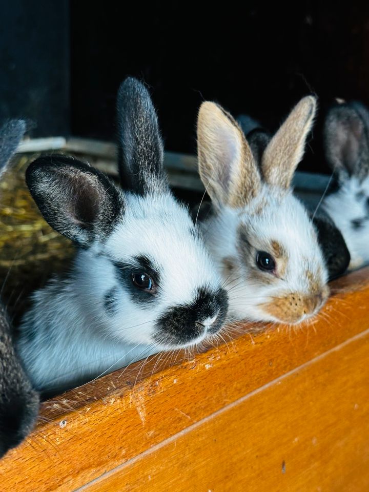 Junge Kaninchen. Zu verkaufen. in Buchholz (Westerwald)