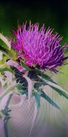 Samen der Mariendistel (Silybum marianum) priv. Biogarten München - Untergiesing-Harlaching Vorschau