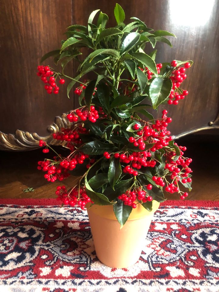 Korallenbeere ardisia Kübelpflanze in Halle