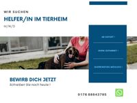 Helfer/in im Tierheim gesucht (m/w/d) Berlin - Charlottenburg Vorschau