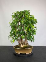 Ficus Benjamina Indoor Bonsai Baden-Württemberg - Gundelsheim Vorschau