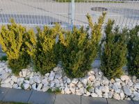 Ca. 12 Meter Eiben Hecke ( Taxus media 'Hillii' ) Baden-Württemberg - Rot an der Rot Vorschau