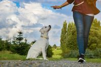 Hundetraining Junghundekurs 1x1 Hundeschule in Kernen i.R. Baden-Württemberg - Kernen im Remstal Vorschau