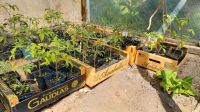 Tomatenpflanzen, alte Sorten, ab 2 Stk.  Stückpreis 1,50 € Niedersachsen - Lauenhagen Vorschau