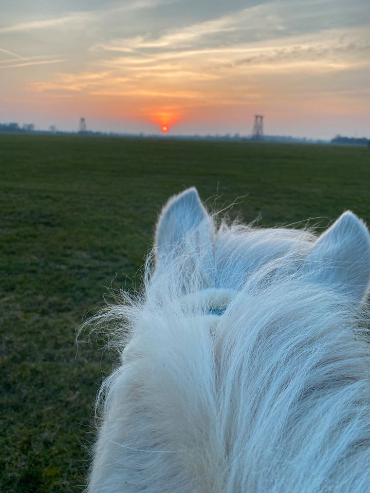 Reitbeteiligung (Reiter sucht Pferd) in Brück