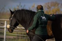 Biotensegrales Pferdetraining - Bodenarbeit / Faszientraining Brandenburg - Ludwigsfelde Vorschau