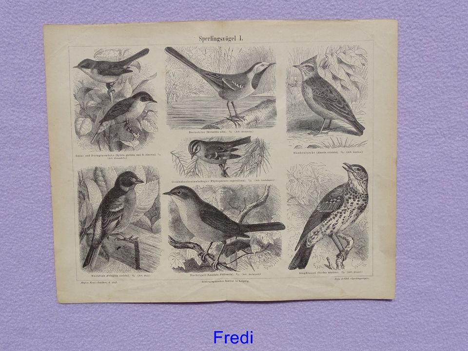2 Drucke Sperlingsvögel aus Meyers Konversations Lexikon 1890 #3 in Münsing