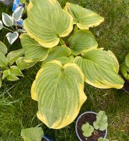 Funkie Hosta Fragrant Bouquet Pflanzen Stauden aus Bio Nordrhein-Westfalen - Wesel Vorschau