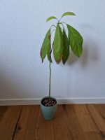 Avocado Pflanze 70cm Baden-Württemberg - Süßen Vorschau