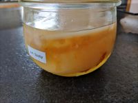 Jun Scoby | Teepilz | Scoby |Kombucha Hessen - Ebsdorfergrund Vorschau