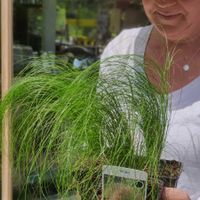 Zartes Federgras Stipa Ponytails Rheinland-Pfalz - Friesenhagen Vorschau