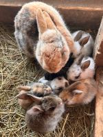 Kaninchen Familie zu verkaufen Rheinland-Pfalz - Mayen Vorschau