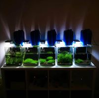 Aquarium Zuchtanlage Garnelen Nanocubes Tanks Berlin - Treptow Vorschau